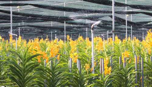 Béc phun sương là giải pháp hiệu quả cho những người trồng lan