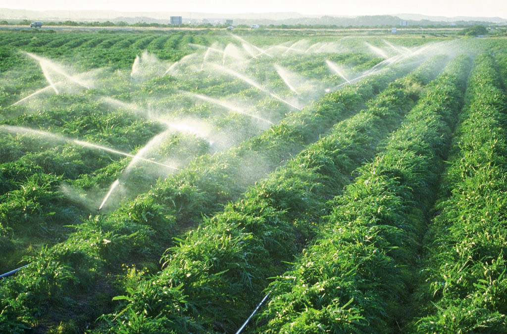 hệ thống béc tưới đầu đồng 4 hướng