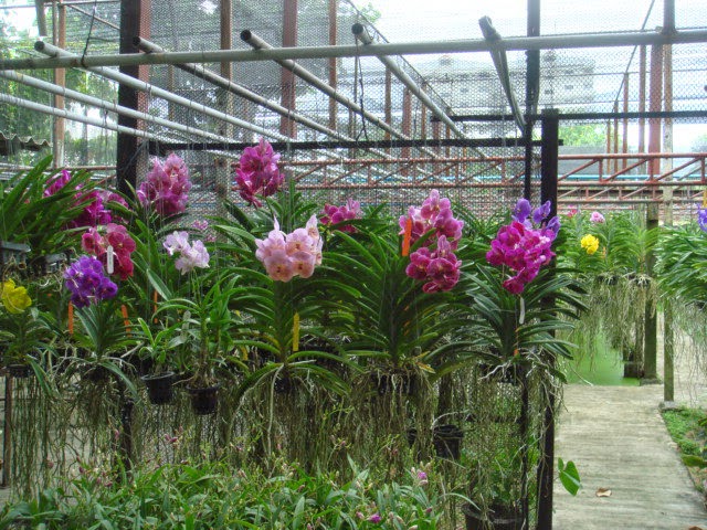 Máy phun sương tưới cây